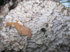 Leccinum insigne