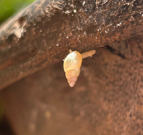 Leptinaria unilamellata observed 2026-07-25