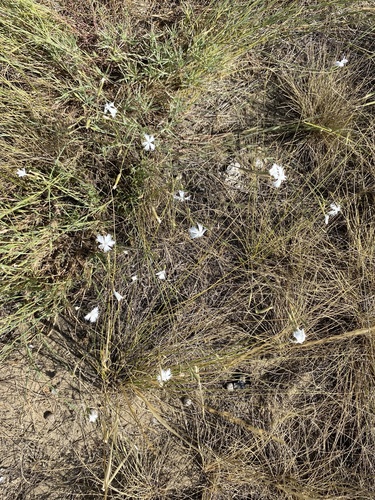 Dianthus serotinus, photograph 2