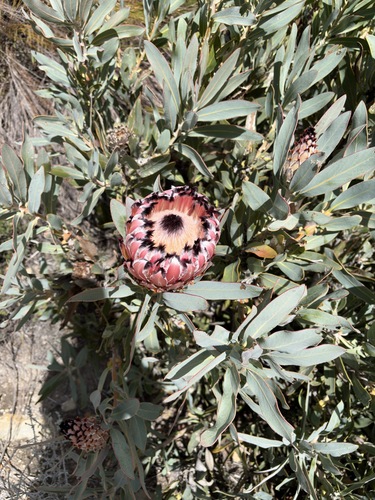 Protea magnifica, photograph 3
