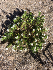 Cryptantha traskae