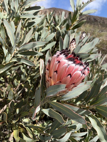 Protea magnifica, photograph 2