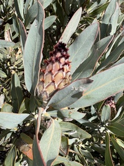 Protea magnifica, photograph (c) Charleen Brunke, some rights reserved (CC BY)