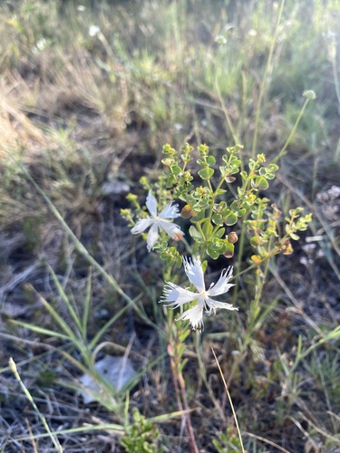 Dianthus serotinus