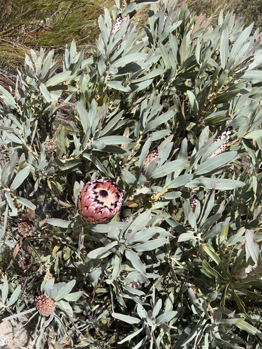 Protea magnifica, photograph 1