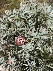 Protea magnifica, photograph (c) Charleen Brunke, some rights reserved (CC BY)