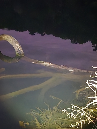 Freshwater Crocodile