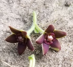 Matelea cynanchoides