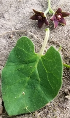 Matelea cynanchoides