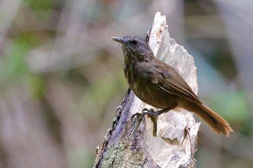 Variable Limestone Babbler