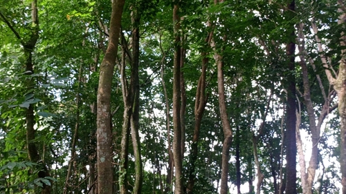 rubber tree