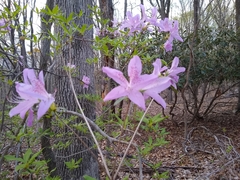 Rhododendron mucronulatum