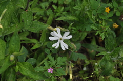 Silene latifolia
