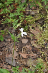 Silene latifolia