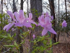 Rhododendron mucronulatum