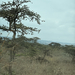 Acacia drepanolobium