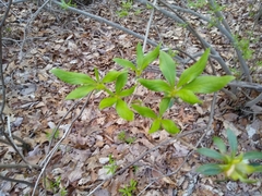 Rhododendron mucronulatum