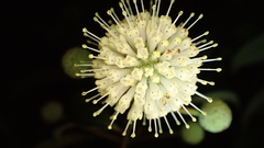 Cephalanthus tetrandra