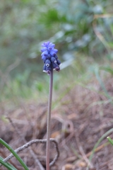 Muscari