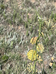 author not stated, no rights reserved Asclepias engelmanniana, photograph author not stated, no rights reserved