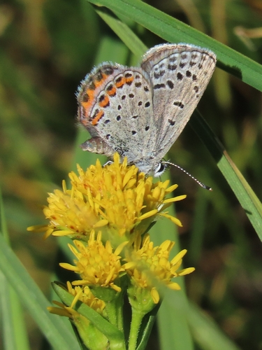 iNaturalist observation photo of Icaricia