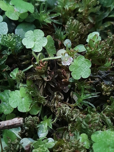 Sibthorpia europaea, photograph 1