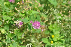 Trifolium resupinatum