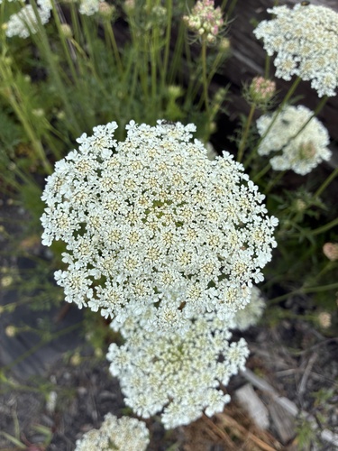 wild carrot