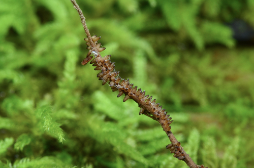 Ophiocordyceps