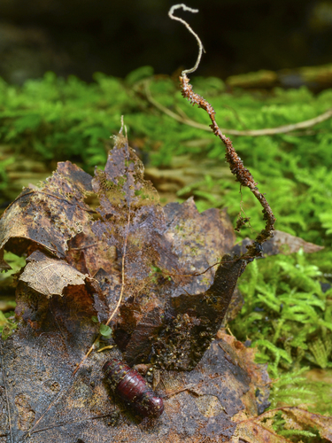 Ophiocordyceps