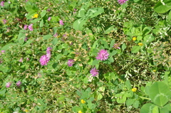 Trifolium resupinatum