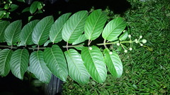 Cephalanthus tetrandra