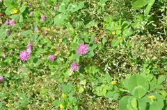 Trifolium resupinatum