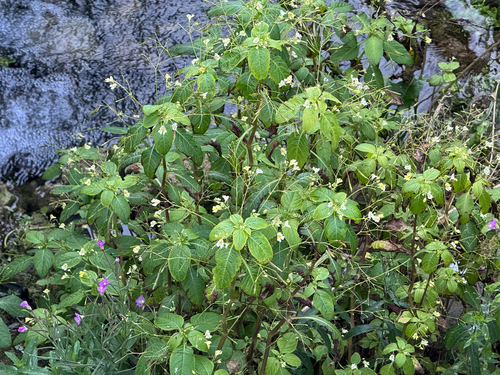 small balsam