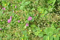 Trifolium resupinatum