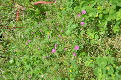 Trifolium resupinatum