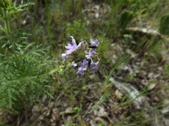 Acmaeodera