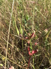 Erodium texanum