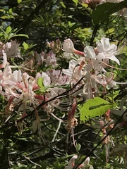 Rhododendron prinophyllum