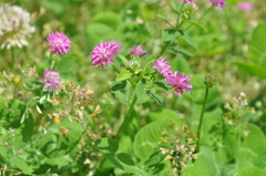 Trifolium resupinatum