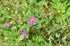 Trifolium resupinatum