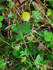 Trifolium campestre
