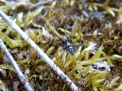 Callilepis nocturna