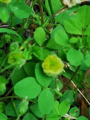 Trifolium campestre