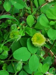 Trifolium campestre