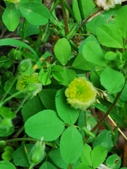 Trifolium campestre