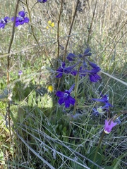 Delphinium bicolor