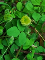 Trifolium campestre