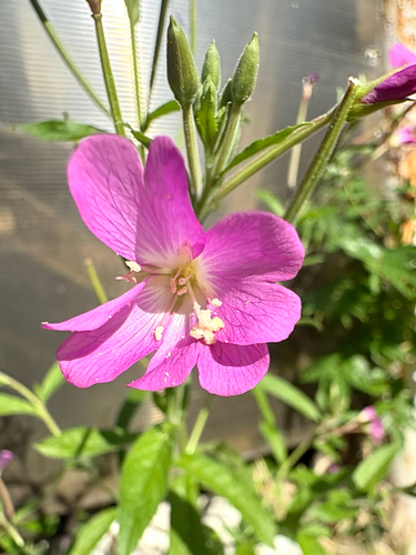 Great Willowherb