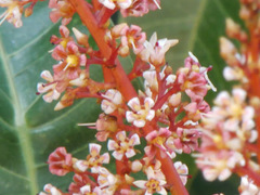 Mangifera foetida